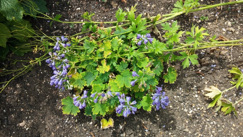 Delphinium brunonianum plantplacesimage20150705_125436.jpg