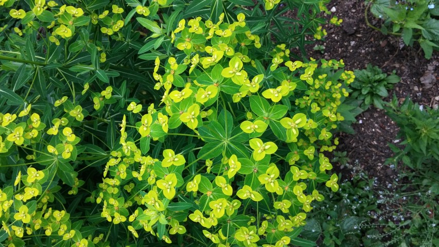 Euphorbia schillingii plantplacesimage20150705_133532.jpg