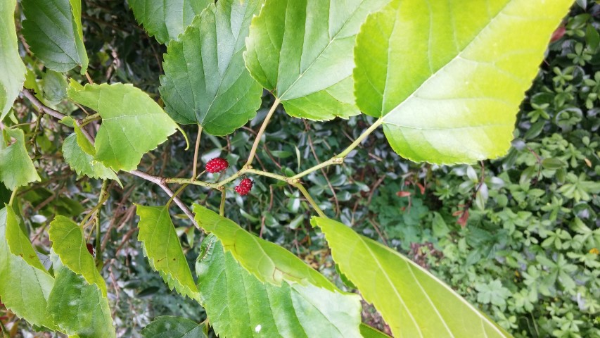Morus bombycis plantplacesimage20150705_135329.jpg