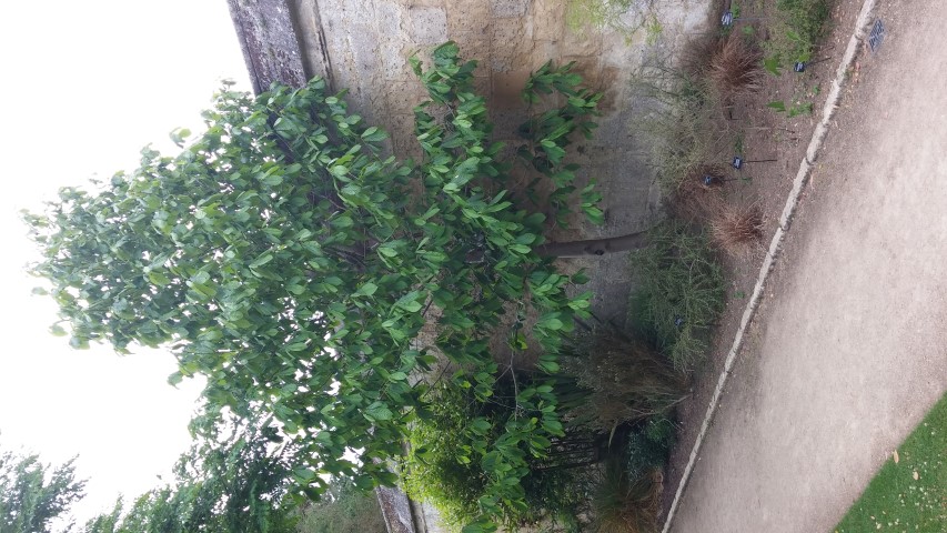 Asimina triloba plantplacesimage20150705_152026.jpg