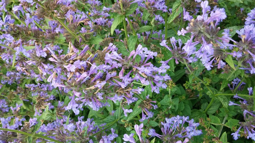 Nepeta prattii plantplacesimage20150705_152350.jpg