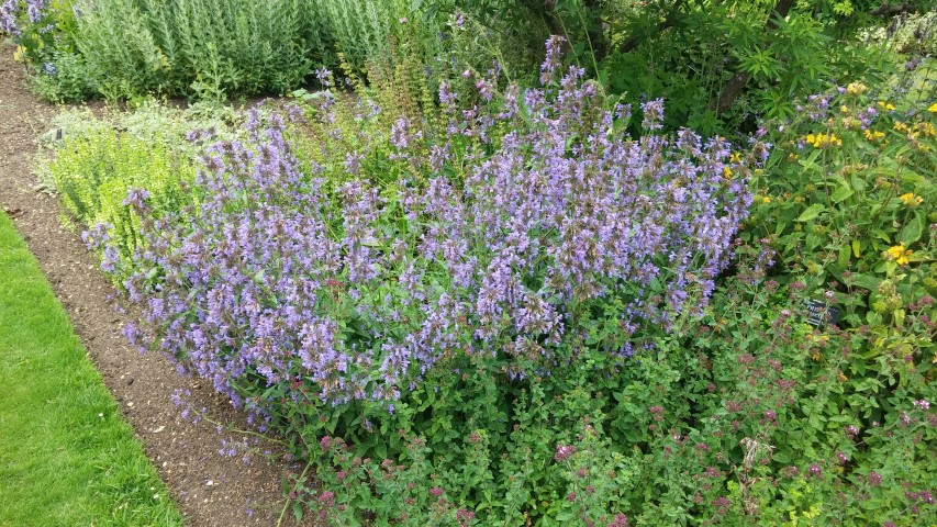 Nepeta prattii plantplacesimage20150705_152405.jpg