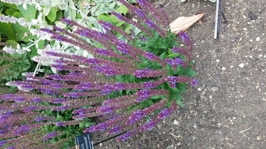 Salvia plantplacesimage20150705_152552.jpg