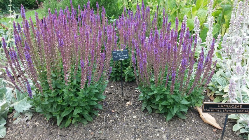 Salvia plantplacesimage20150705_152603.jpg