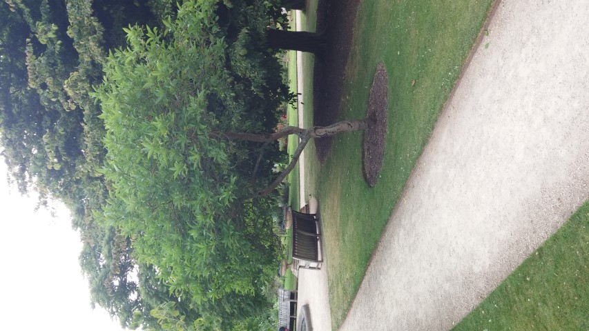 Chionanthus virginicus plantplacesimage20150705_155503.jpg