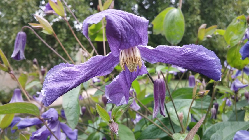 Aconitum lycoctonum plantplacesimage20150705_160600.jpg