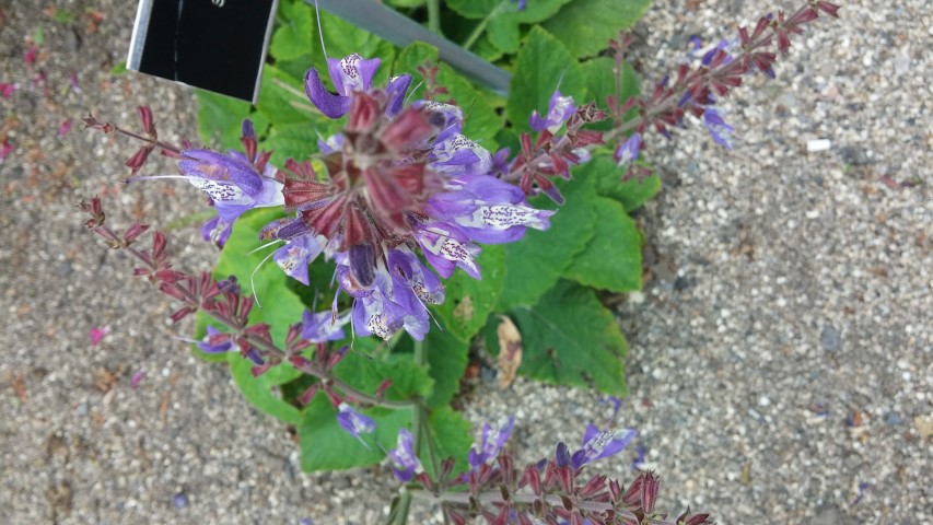Salvia chinensis plantplacesimage20150707_133246.jpg