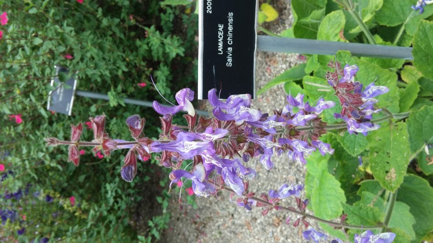 Salvia chinensis plantplacesimage20150707_133257.jpg