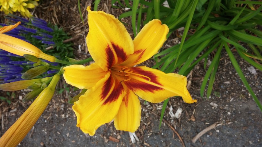 Hemerocallis  plantplacesimage20150707_133812.jpg