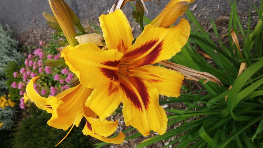 Hemerocallis  plantplacesimage20150707_133821.jpg