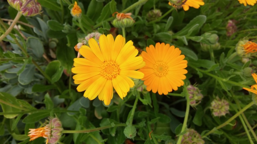 Centaurea ruthenica plantplacesimage20150707_135852.jpg