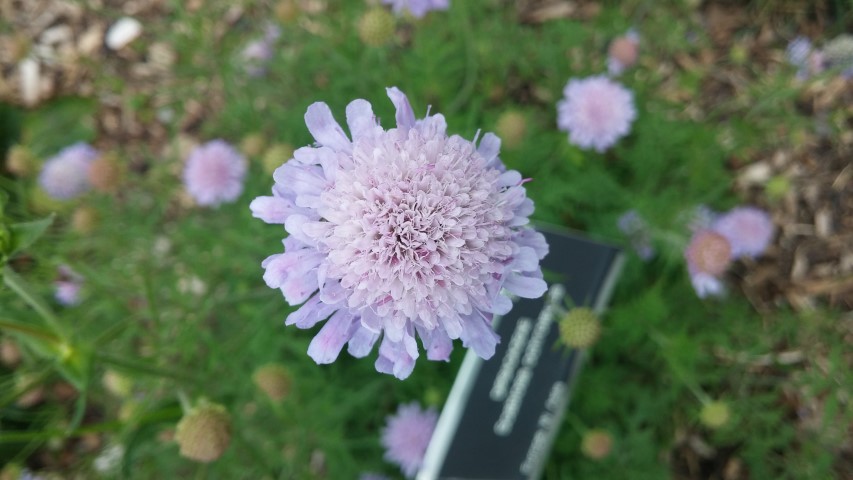 Scabiosa ochroleuca plantplacesimage20150707_140008.jpg