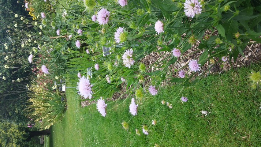 Scabiosa japonica plantplacesimage20150707_140112.jpg