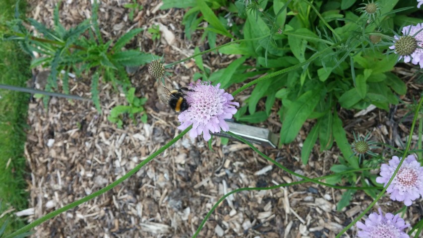 Scabiosa columbaria plantplacesimage20150707_140301.jpg