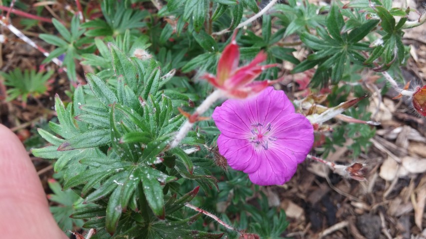 Geranium sanguineum plantplacesimage20150707_142303.jpg