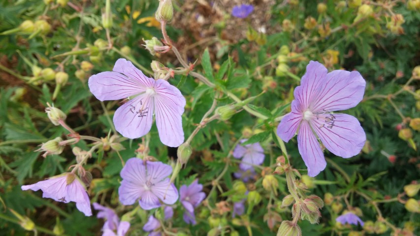 Geranium pratense plantplacesimage20150707_142335.jpg