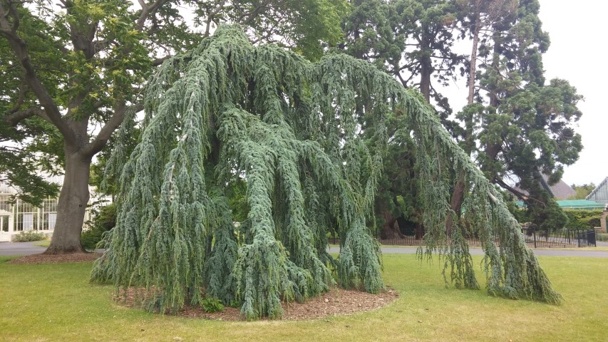 Cedrus atlantica plantplacesimage20150707_143613.jpg