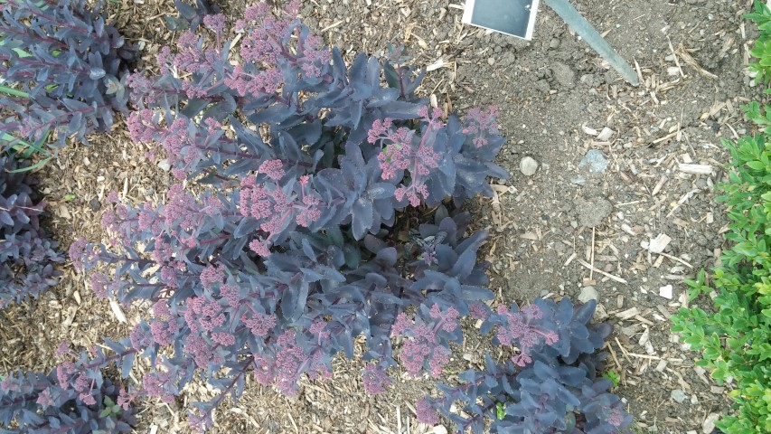 Sedum plantplacesimage20150707_145958.jpg