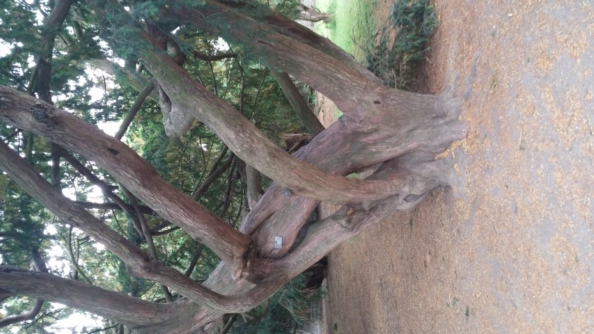 Taxus baccata plantplacesimage20150707_151540.jpg