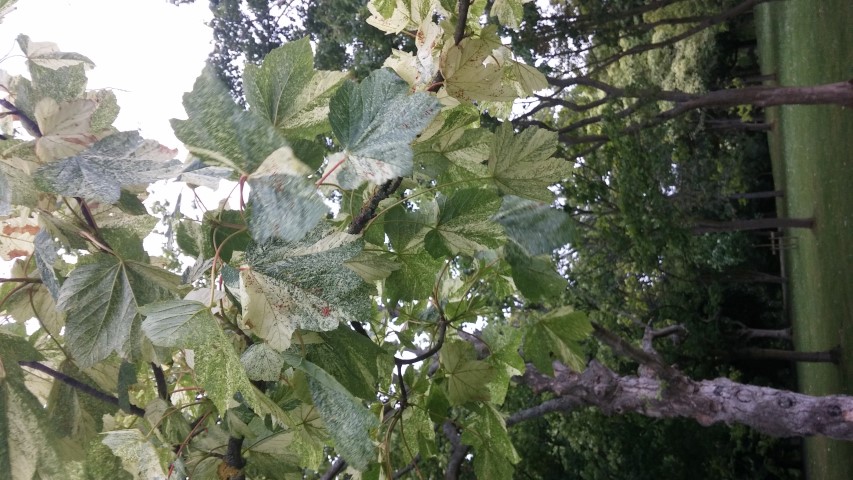 Acer pseudoplatanus plantplacesimage20150707_152402.jpg