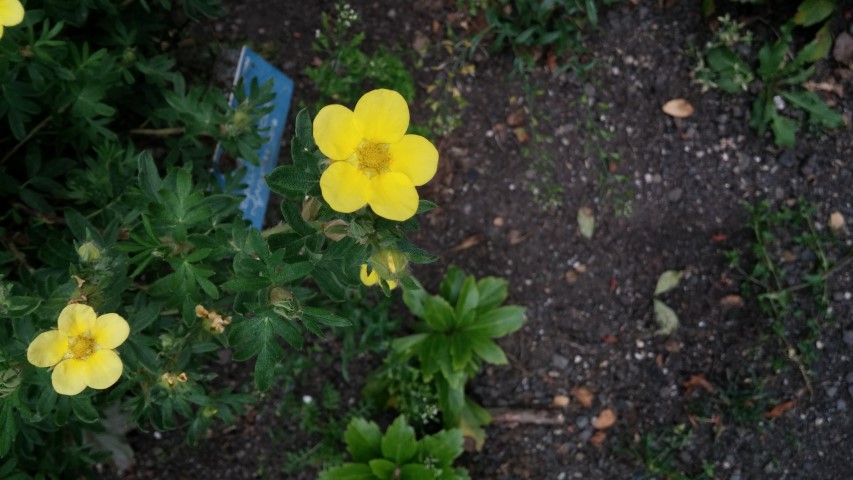 Potentilla fruticosa plantplacesimage20150707_153751.jpg