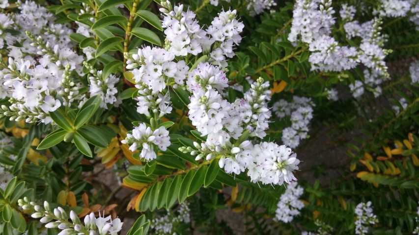 Hebe matthewsii plantplacesimage20150707_154821.jpg