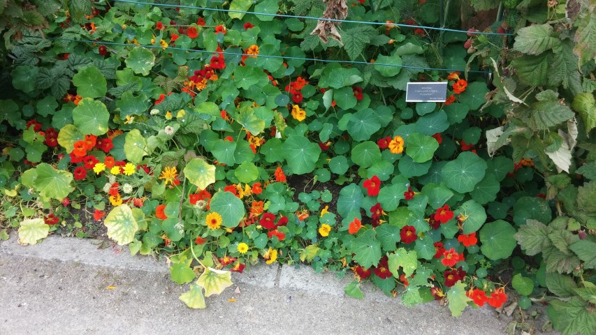 Tropaeolum spp plantplacesimage20150707_162514.jpg