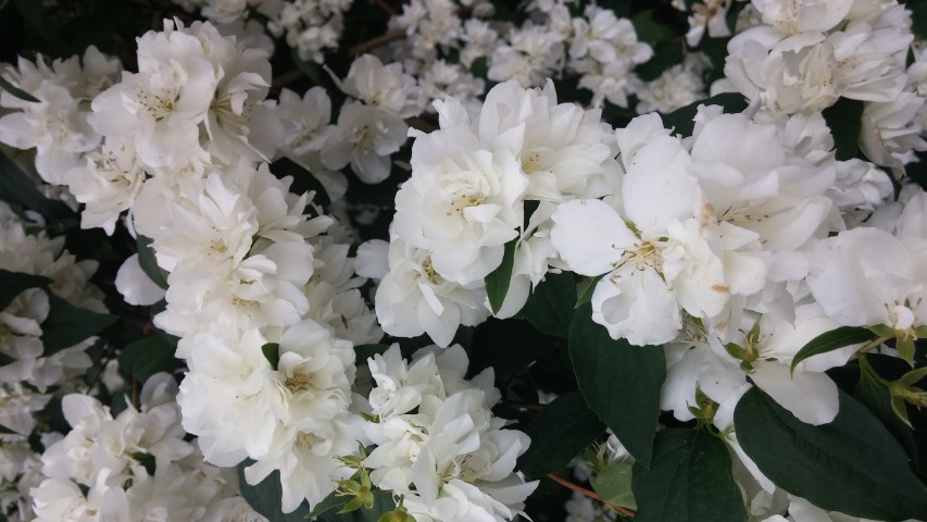 Philadelphus  plantplacesimage20150707_163925.jpg