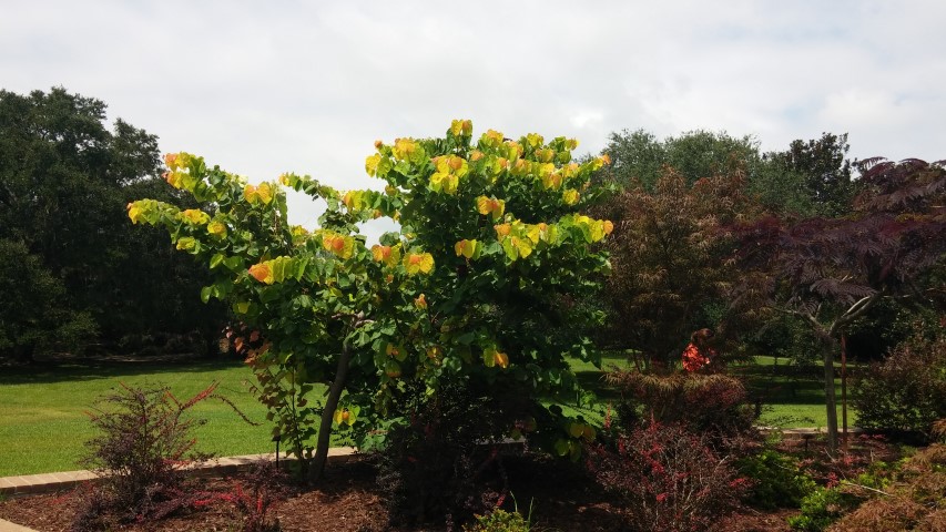 Cercis canadensis plantplacesimage20150808_132422.jpg