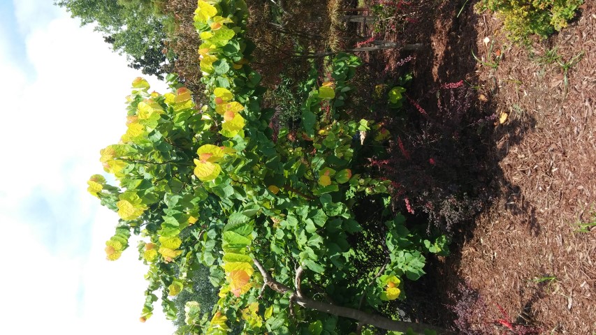 Cercis canadensis plantplacesimage20150808_132504.jpg