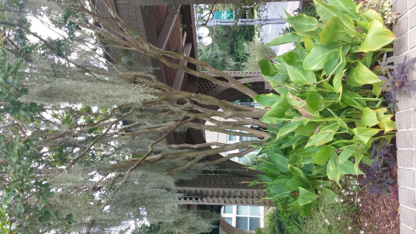 Lagerstroemia indica x fauriei plantplacesimage20150808_133805.jpg