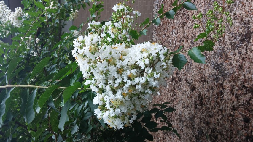 Lagerstroemia plantplacesimage20150808_134339.jpg