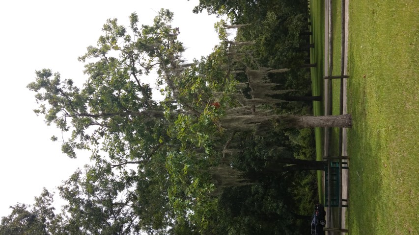 Quercus alba plantplacesimage20150808_135603.jpg