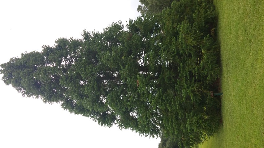 Abies firma plantplacesimage20150808_143750.jpg