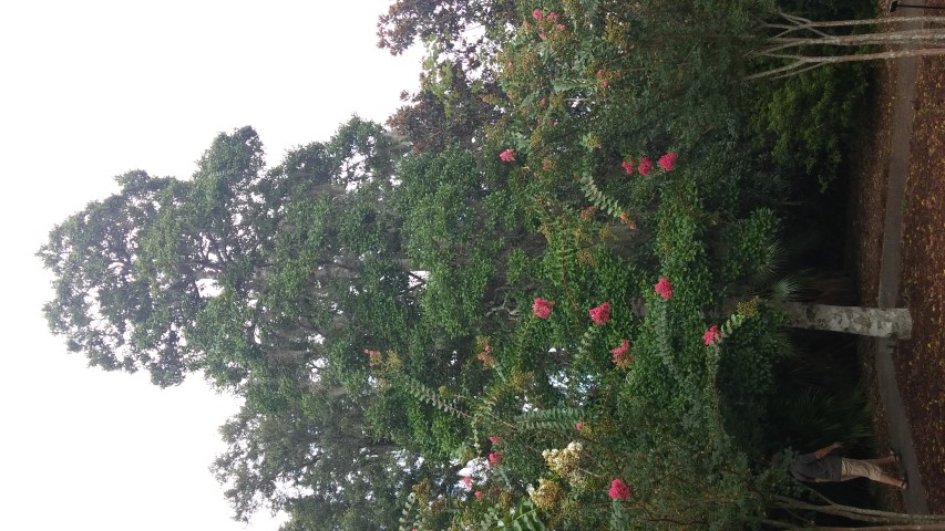 Ilex opaca plantplacesimage20150808_144417.jpg