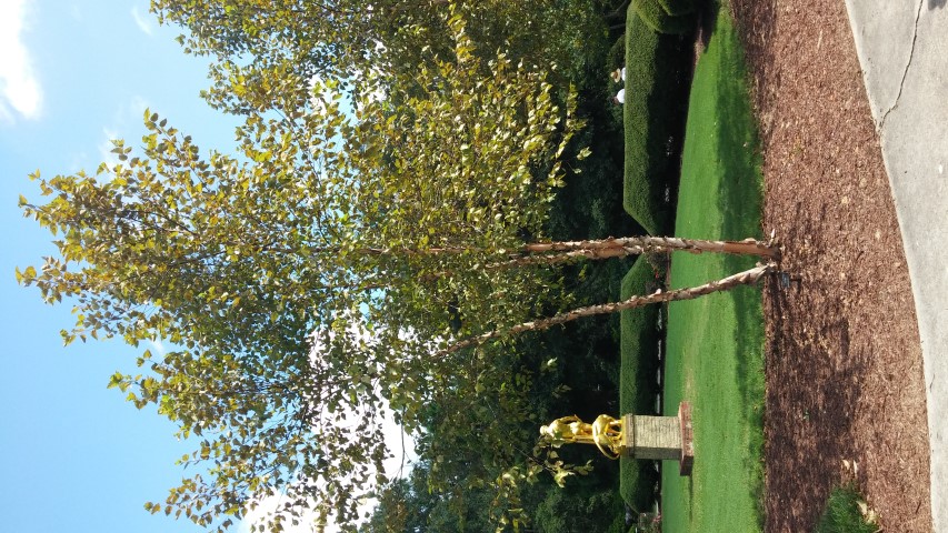 Betula nigra plantplacesimage20150808_150811.jpg