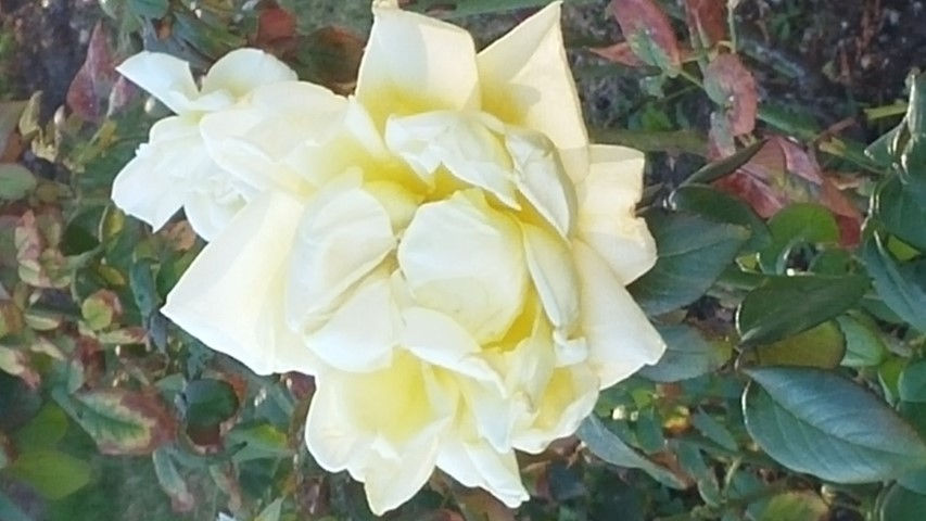 Phoenix canariensis plantplacesimage20151011_171012.jpg