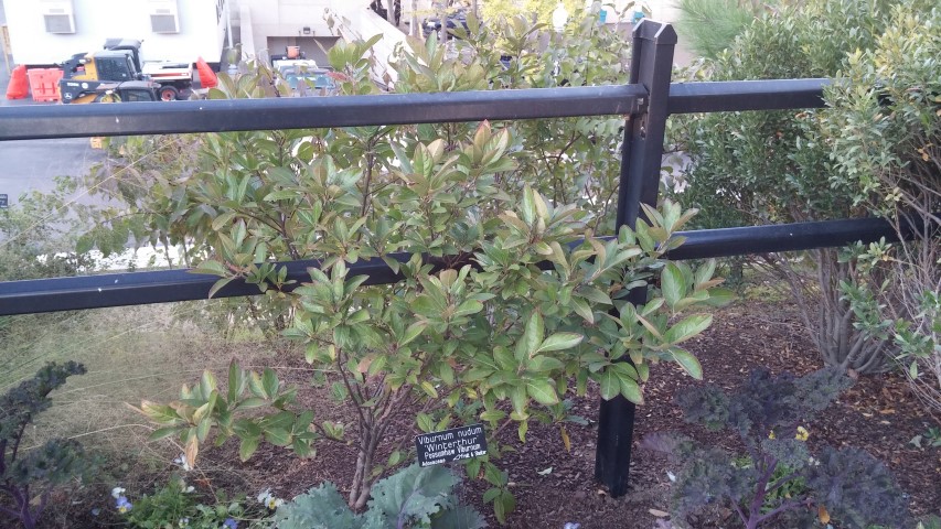 Viburnum nudum plantplacesimage20151017_175045.jpg