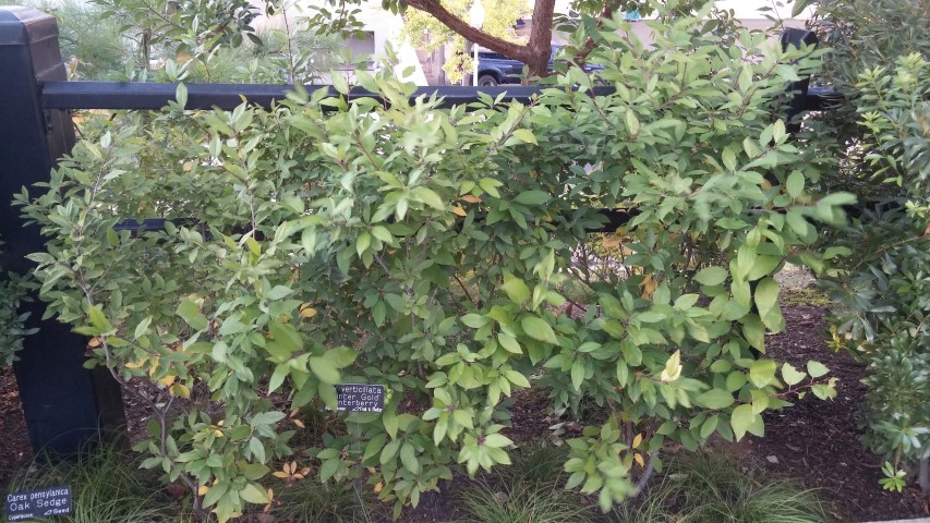 Ilex verticillata plantplacesimage20151017_175155.jpg