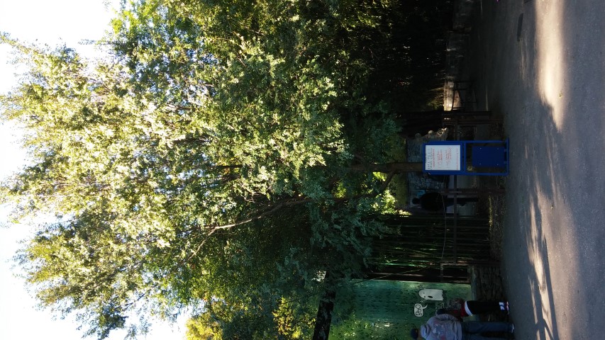 Ulmus parvifolia plantplacesimage20151018_100925.jpg