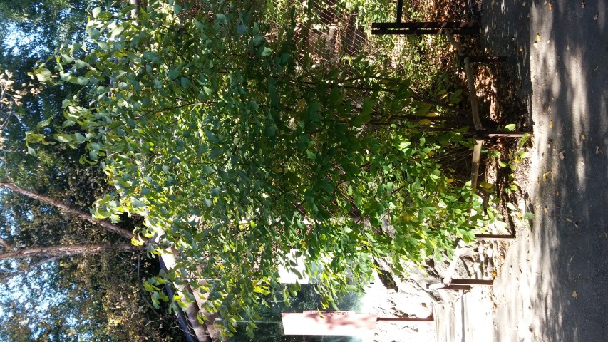 Lindera benzoin plantplacesimage20151018_101803.jpg