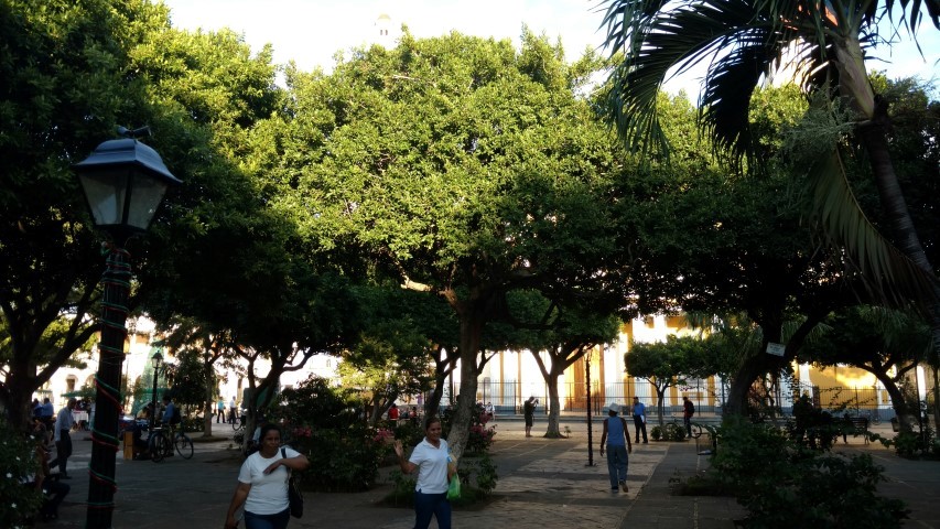 Ficus retusa plantplacesimage20151210_163558.jpg