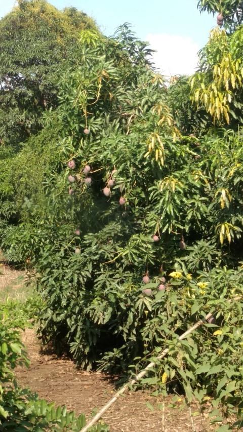 Mangifera indica plantplacesimage20151211_140409.jpg