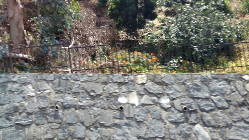 Tropaeolum spp plantplacesimage20151221_135005.jpg