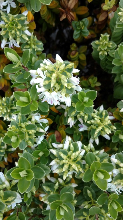 Veronica elliptica plantplacesimage20151228_120215.jpg