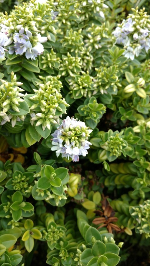 Veronica elliptica plantplacesimage20151228_121832.jpg