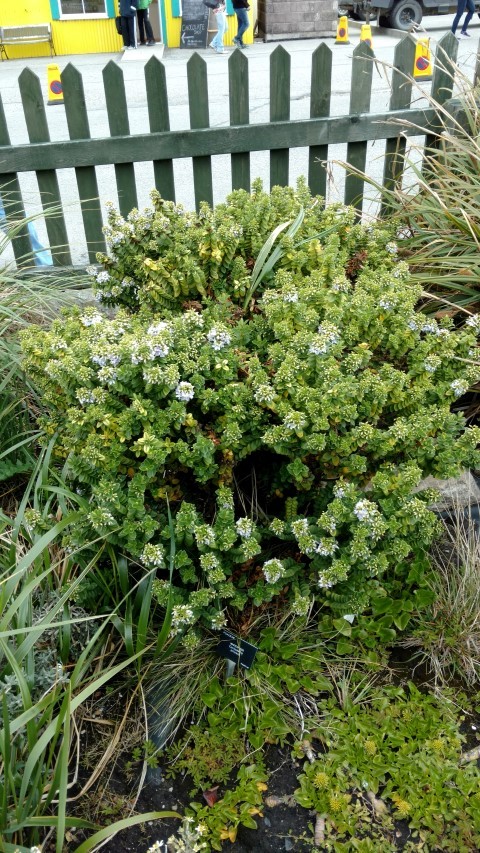 Veronica elliptica plantplacesimage20151228_121846.jpg