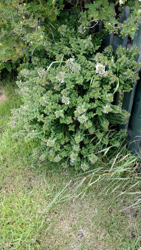 Veronica elliptica plantplacesimage20151228_122109.jpg
