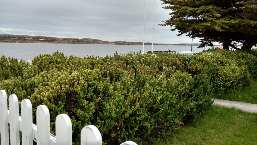 Veronica elliptica plantplacesimage20151228_162934.jpg