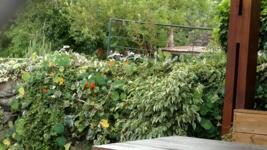 Tropaeolum spp plantplacesimage20160101_105836.jpg